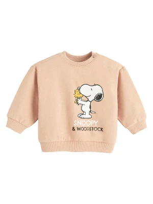 COOL CLUB Bluza w kolorze pomarańczowym rozmiar: 62