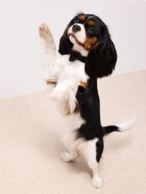 Mohito - Brązowa obroża dla psa - ciemnobrązowy