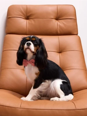 Mohito - Obroża dla psa - pastelowy różowy